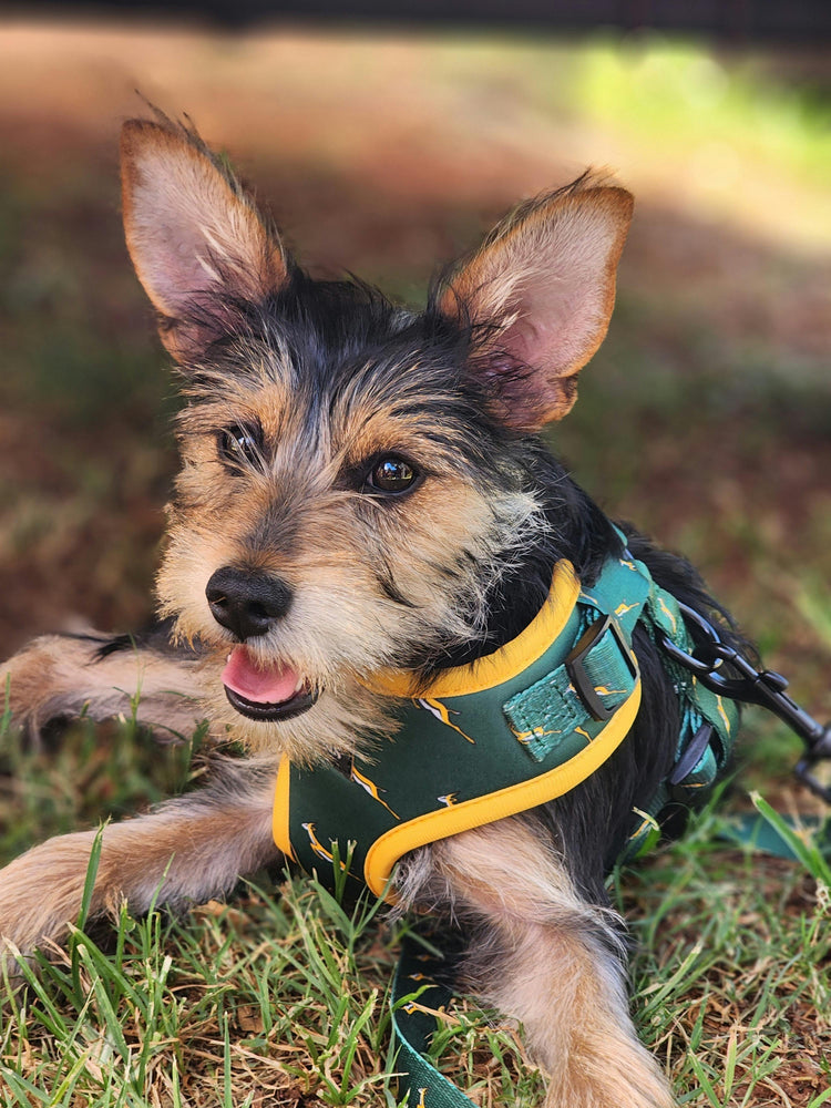 Reflective harnesses & LED leashes