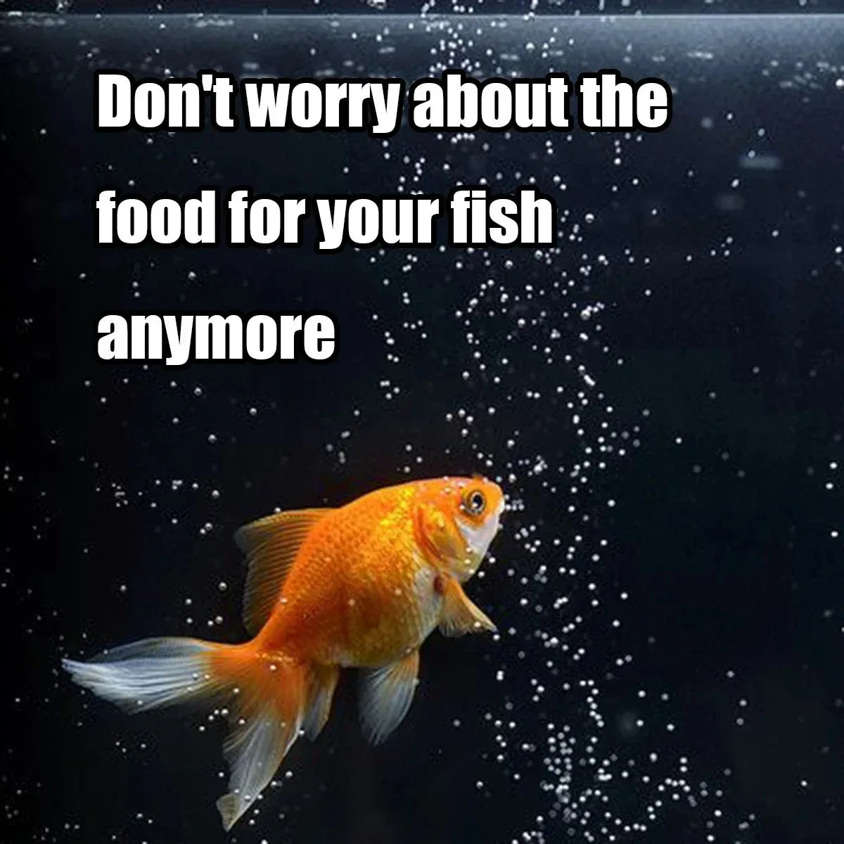 Distributeur nourriture poisson/tortue 100 ml avec minuterie