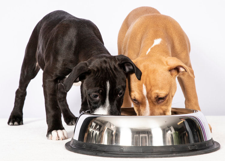 Anti-Gulping Dog Bowls