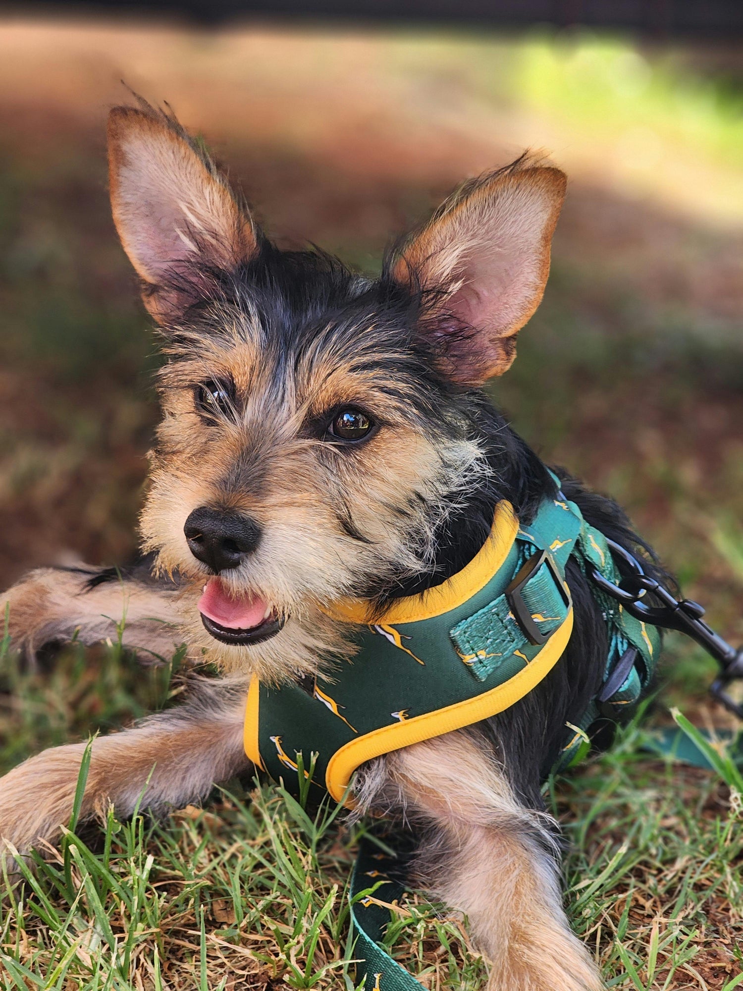 Reflective harnesses & LED leashes