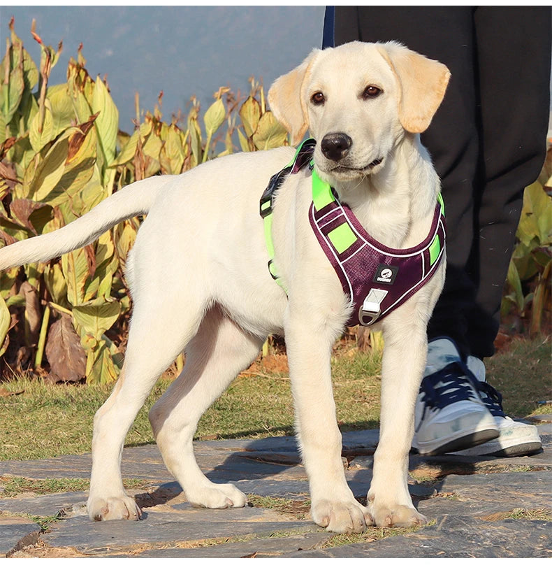 Ensemble harnais et laisse pour chien résistants, sangle réfléchissante, sangles de poitrine et de dos réglables, équipement de sécurité pour animaux | Harnais réglable pour chien