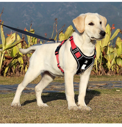 Ensemble harnais et laisse pour chien résistants, sangle réfléchissante, sangles de poitrine et de dos réglables, équipement de sécurité pour animaux | Harnais réglable pour chien
