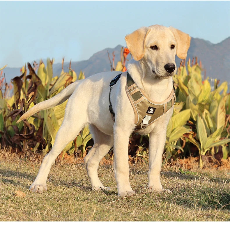 Ensemble harnais et laisse pour chien résistants, sangle réfléchissante, sangles de poitrine et de dos réglables, équipement de sécurité pour animaux | Harnais réglable pour chien