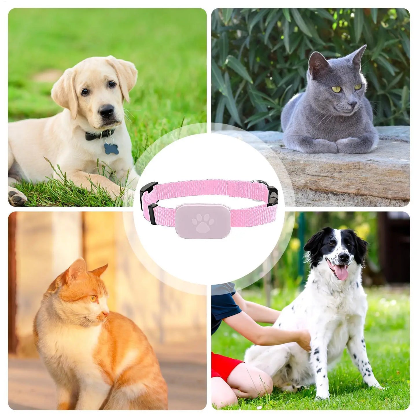 Collier GPS pour chats et chatons avec suivi, protection de sécurité, batterie longue durée, fournitures de localisation pour animaux de compagnie